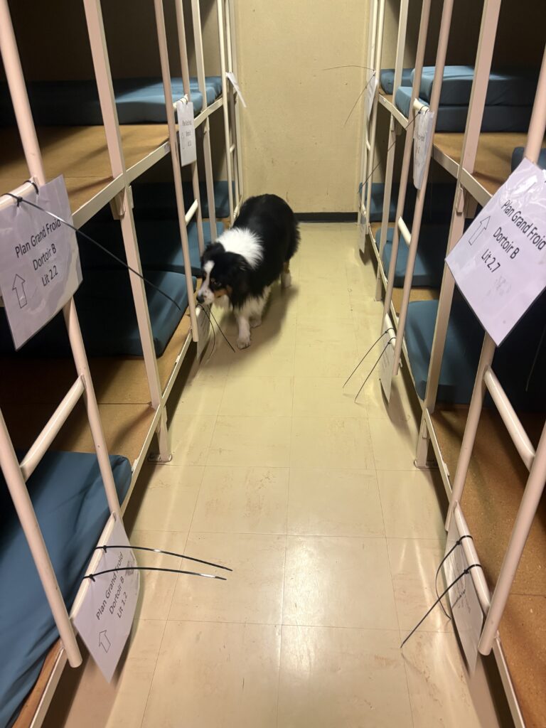 Lire la suite à propos de l’article Détection canine de punaises de lit dans les abris PCi : la solution préventive en Suisse