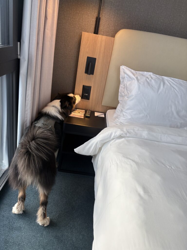 Lire la suite à propos de l’article Détection canine logement lors d’un changement de locataire