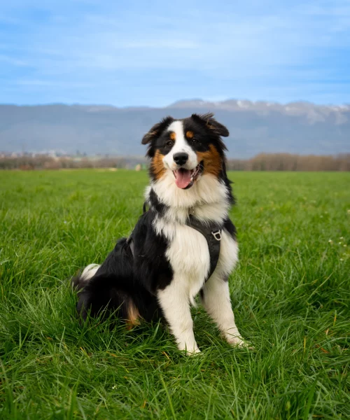 Roméo, jeune Berger Australien