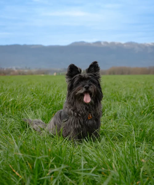 Nala, Cairn Terrier